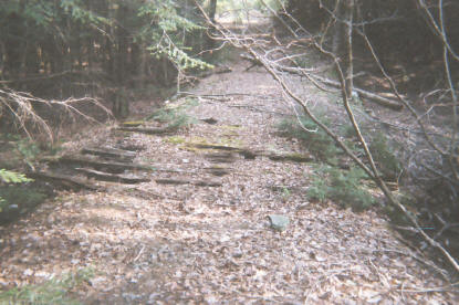 bridge in the woods.